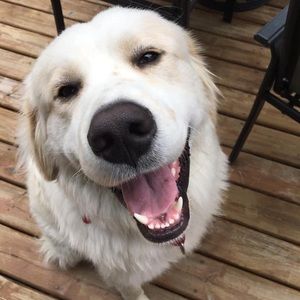 Meet your Posher, Karmyn